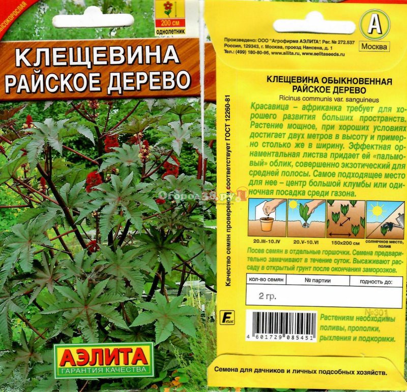 Клещевина Северная Пальма