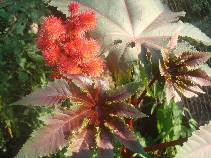 Клещевина Ricinus communis