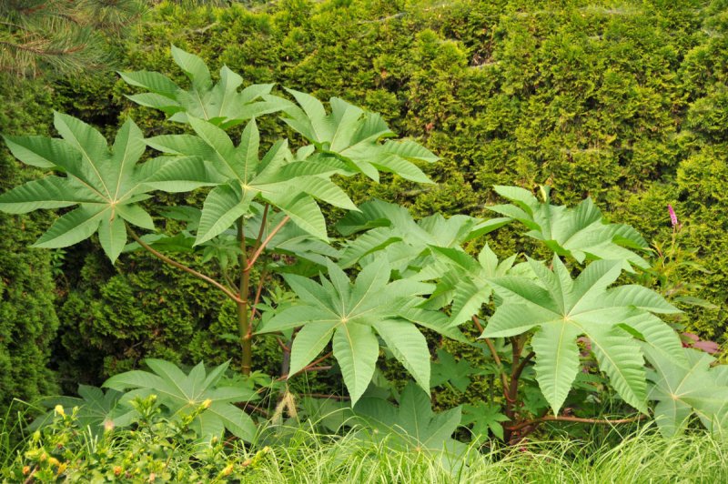 Клещевина Ricinus communis