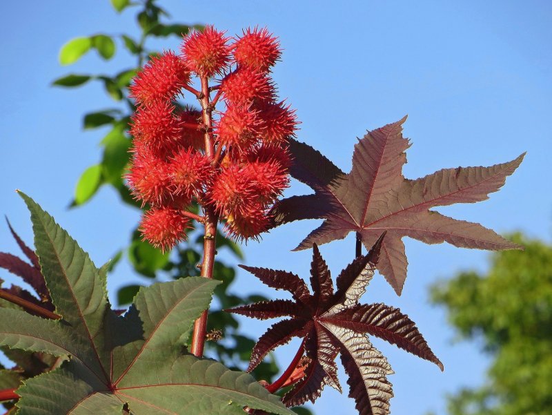 Клещевина обыкновенная (Ricinus communis l)
