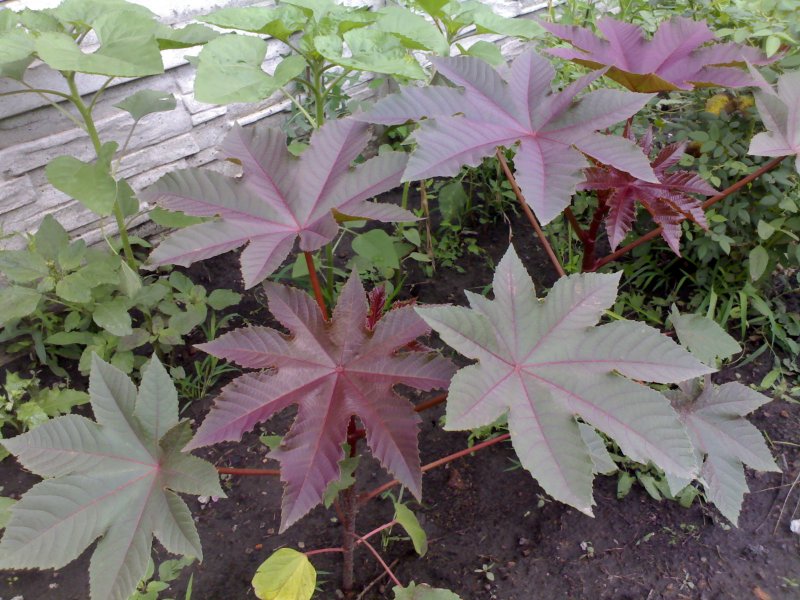 Клещевина Ricinus communis