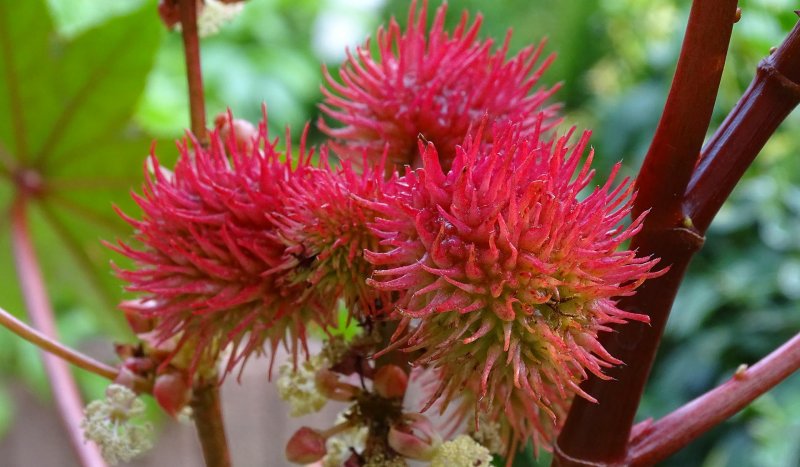 Клещевина обыкновенная (Ricinus communis)