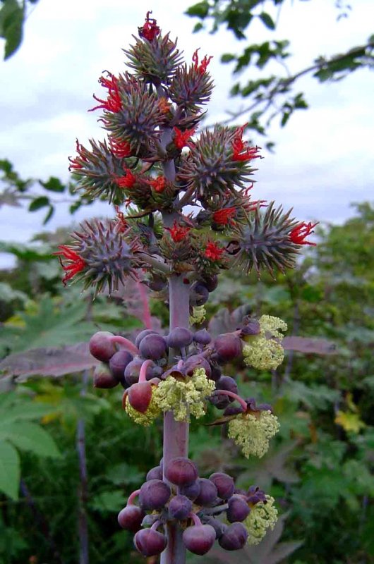Клещевина Ricinus communis