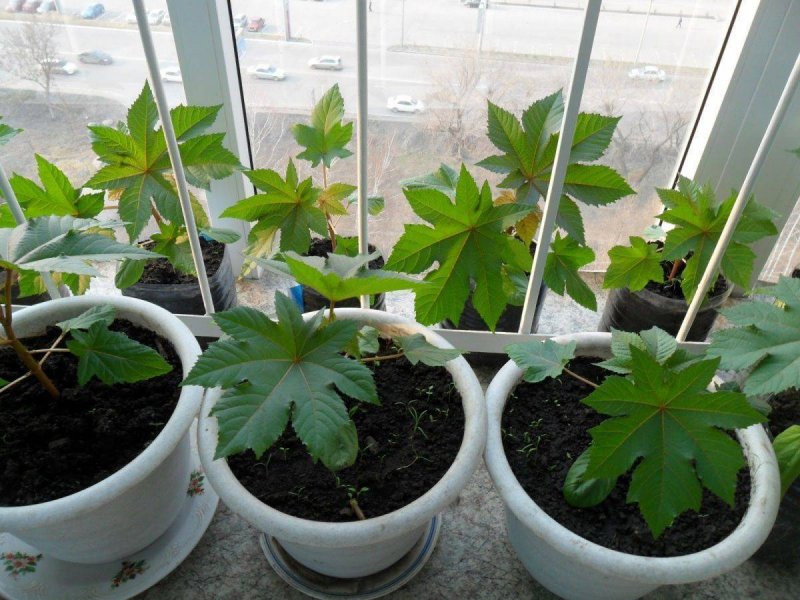 Клещевина Ricinus communis