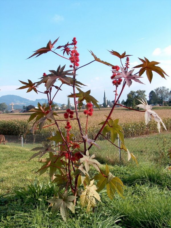 Ricinus communis l.