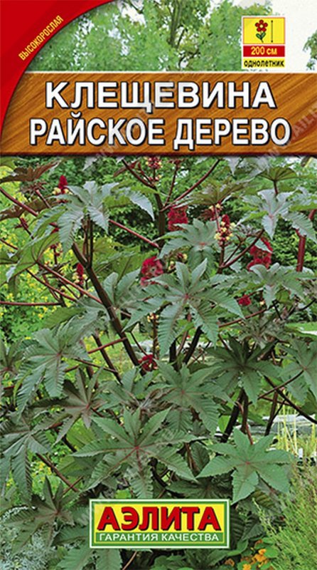 Цветок клещевина