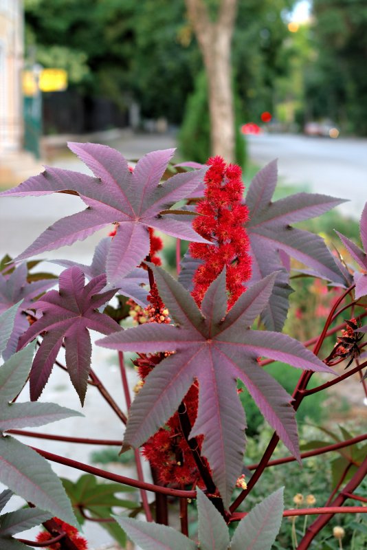 Клещевина Ricinus communis