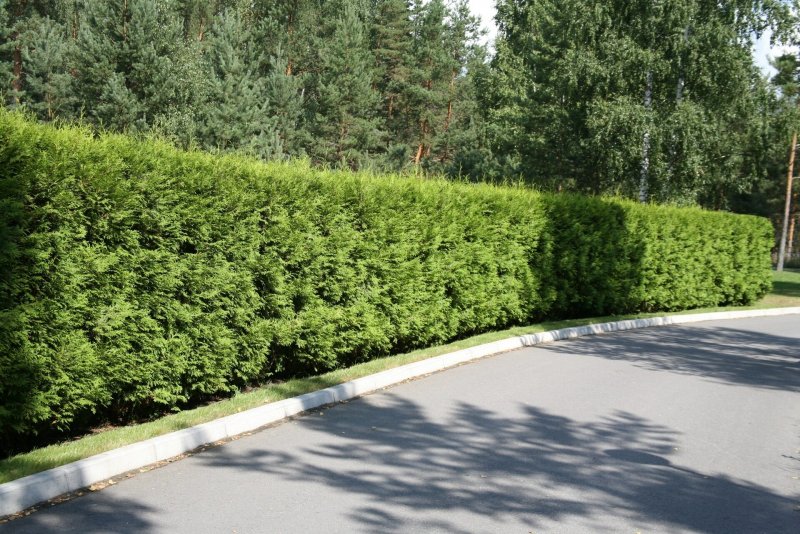 Живая изгородь Казань