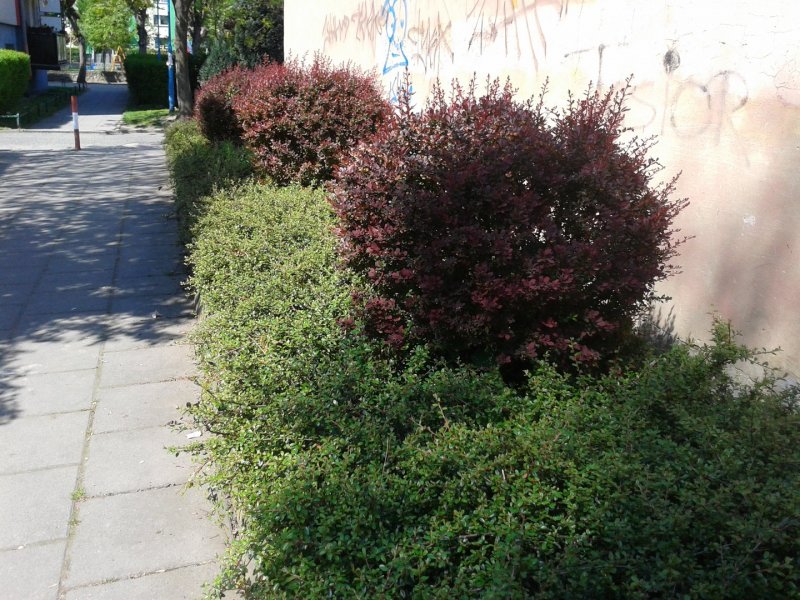 Дерен белый Живая изгородь