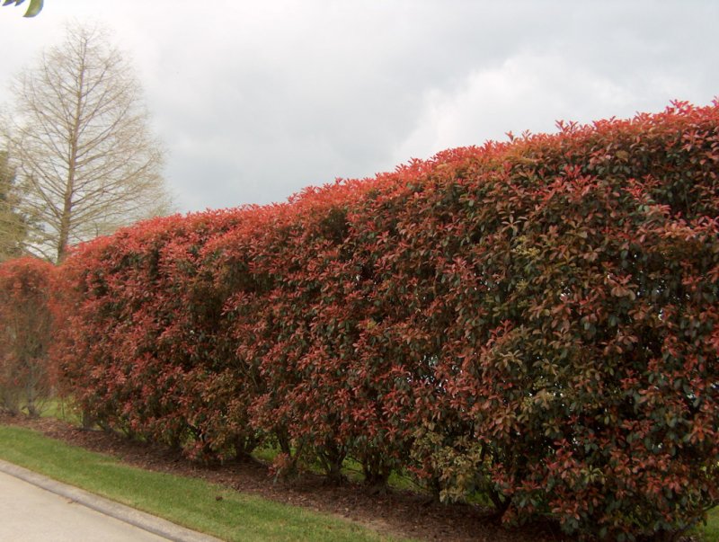 Lonicera nitida