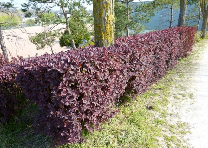 Барбарис Тунберга (Berberis thunbergii)