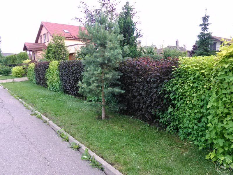 Барбарис Атропурпуреа изгородь