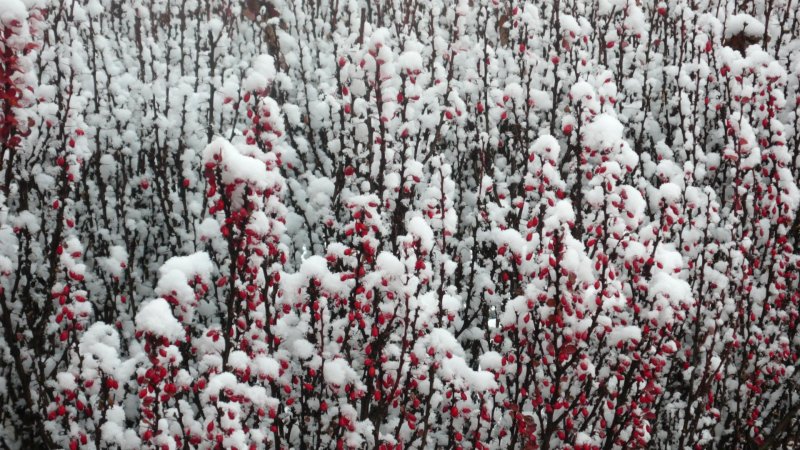 Барбарис оттавский Суперба Живая изгородь