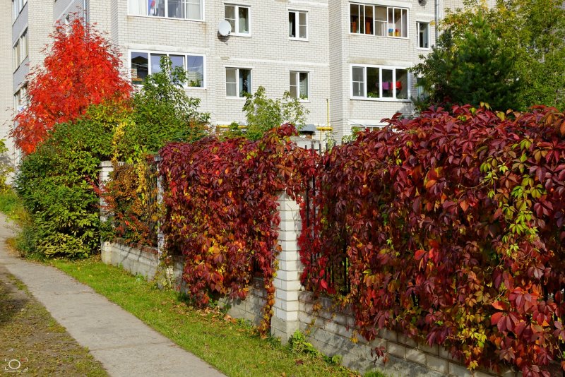 Барбарис Тунберга Кобольд изгородь