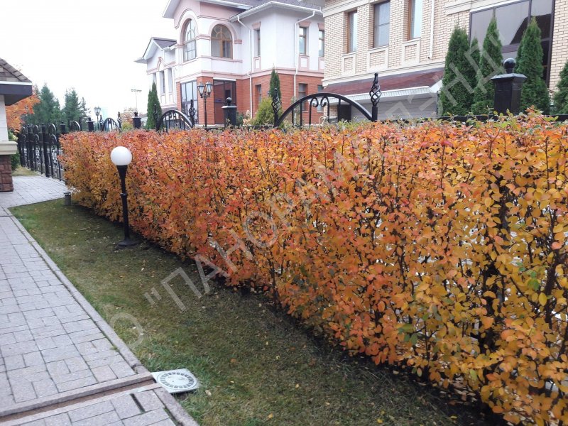 Барбарис Тунберга вдоль дорожек