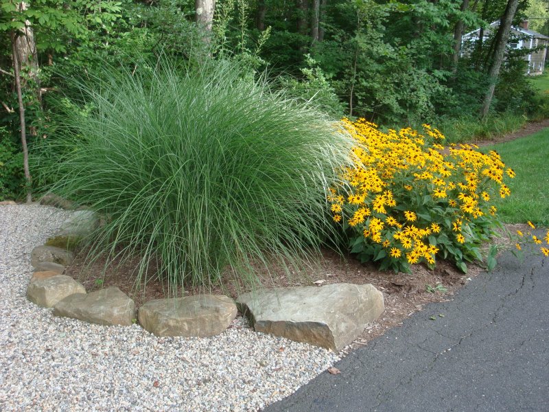 Miscanthus sinensis Gracillimus