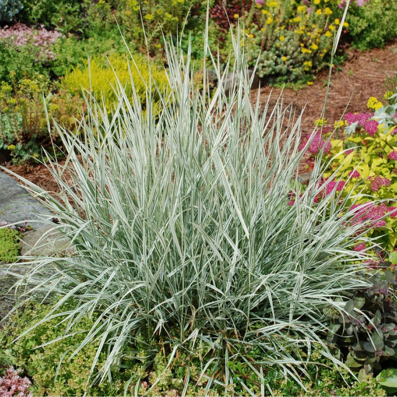 Райграс бульбоносный (Arrhenatherum bulbosum) "variegatum"
