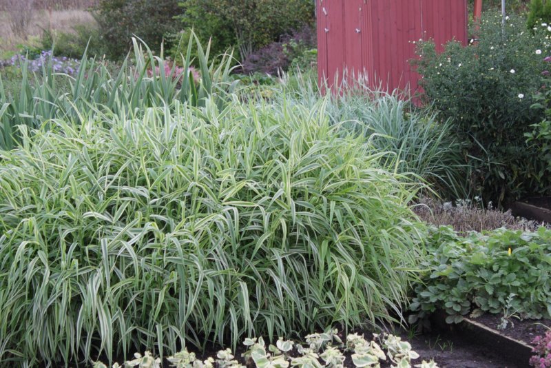 "Канареечник тростниковидный Phalaris arundinacea"