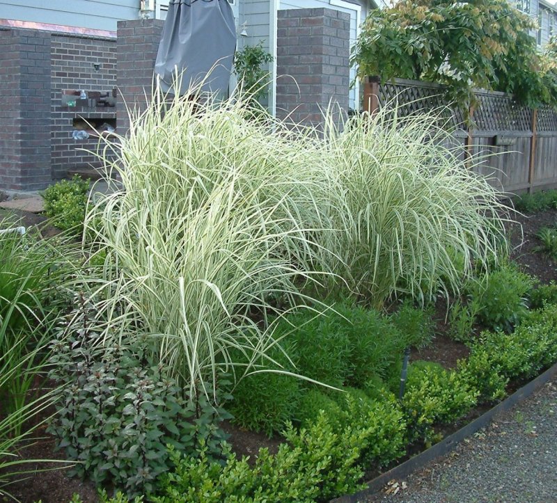 Мискантус Miscanthus sinensis variegatus