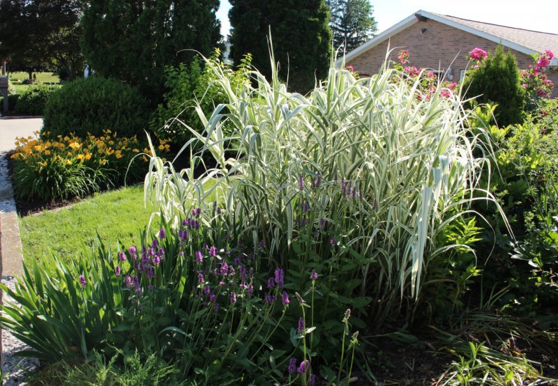 Arundo Donax variegata
