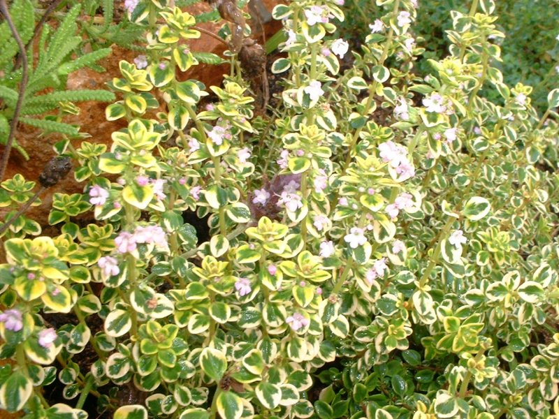 Тимьян (чабрец) лимоннопахнущий Lemon variegata