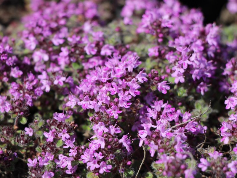 Тимьян, чабрец (Thymus)