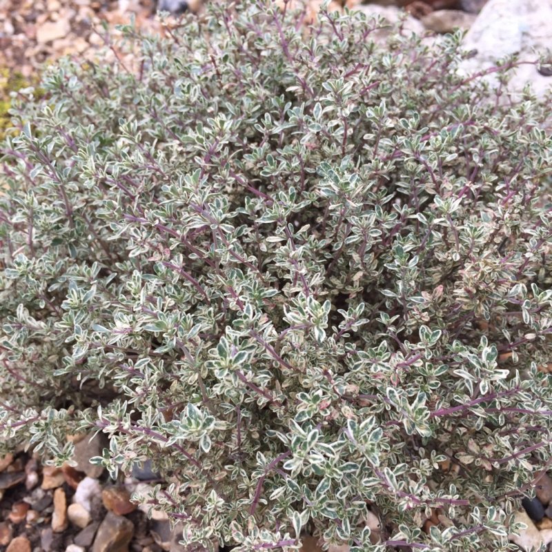 Тимьян обыкновенный Silver Posie