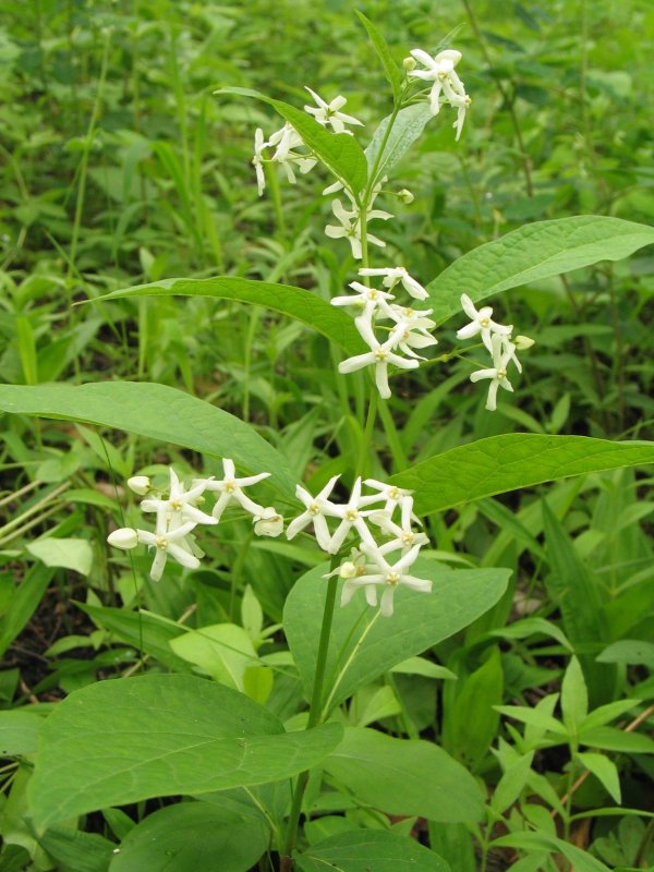 Ластовень ласточкин (Vincetoxicum hirundinaria)
