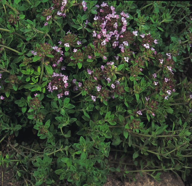 Thyme (Thyme) Lemon-Scented