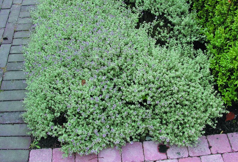 Тимьян Thymus praecox Highland Cream