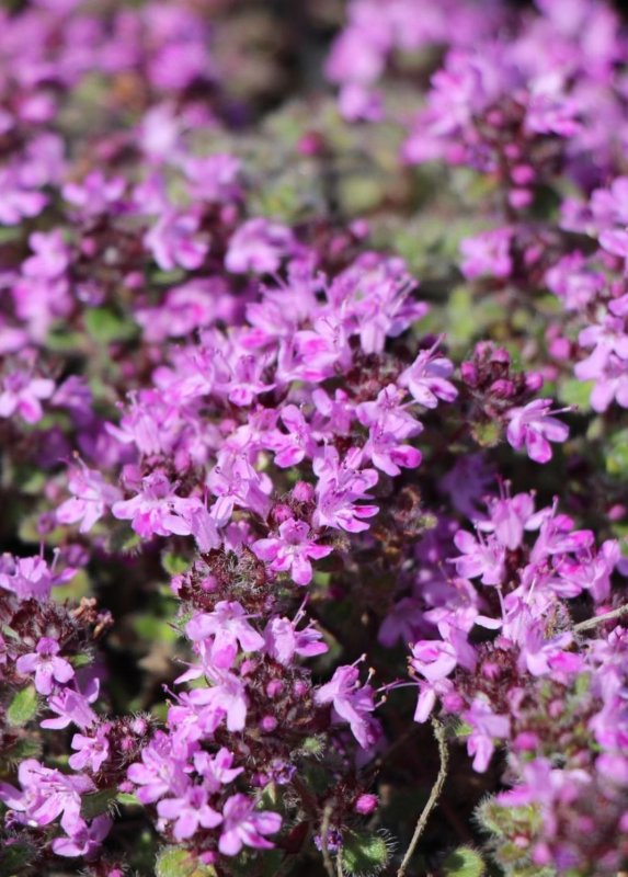 Тимьян Комарова (Thymus komarovii )