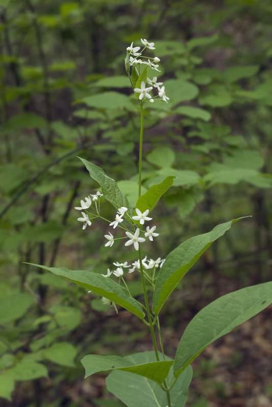 Ластовень Сибирский - Vincetoxicum sibiricum (l.) Decne