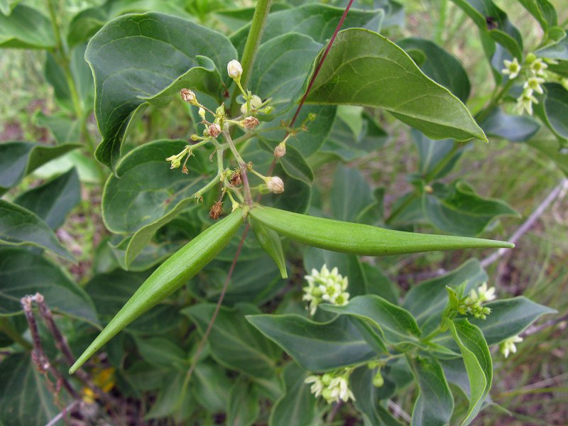 Vincetoxicum sibiricum