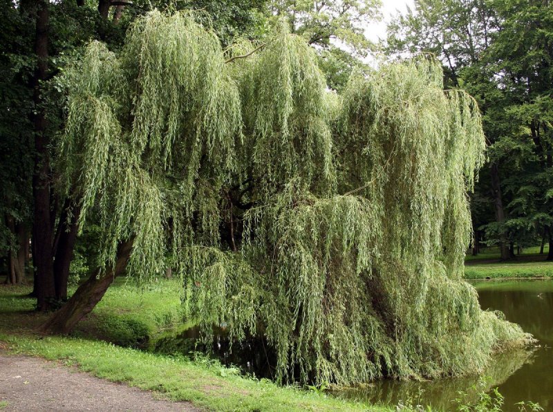 Ива белая (Salix Alba)