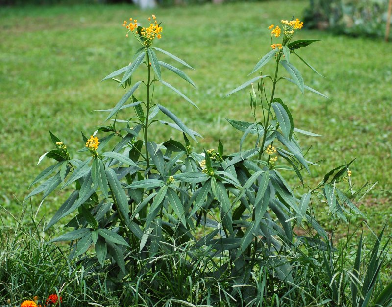 Ластовень ласточкин (Vincetoxicum hirundinaria)