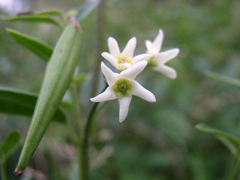Asclepias curassavica (ваточник, Ластовень)