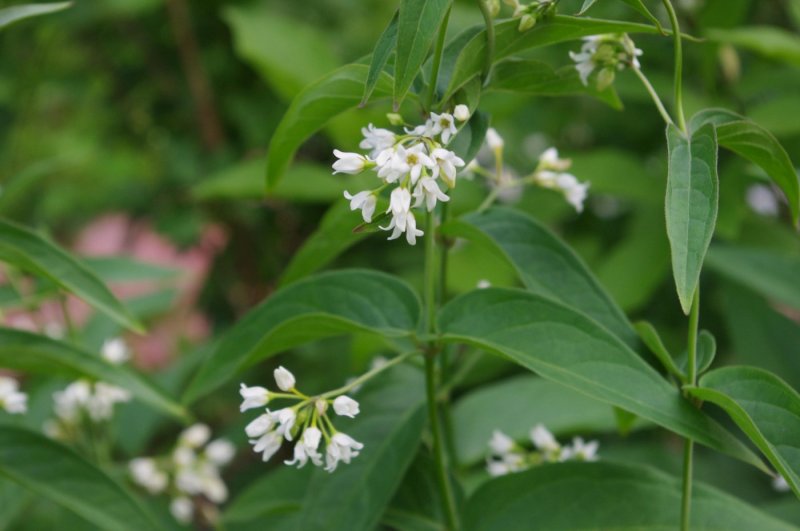 Vincetoxicum mugodsharicum
