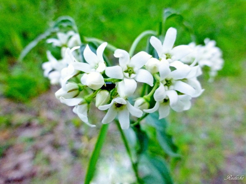 Ластовень ласточкин