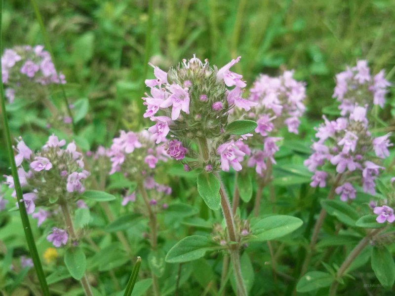 Thymus serpyllum листья
