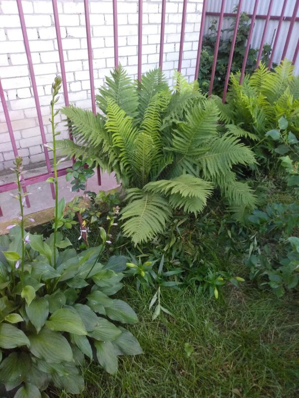 Папоротник страусник в ландшафтном дизайне