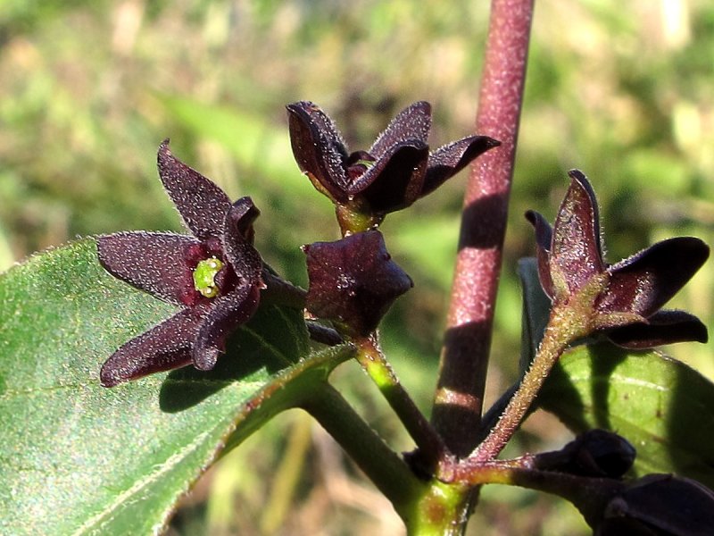 Ластовень Сибирский - Vincetoxicum sibiricum (l.) Decne