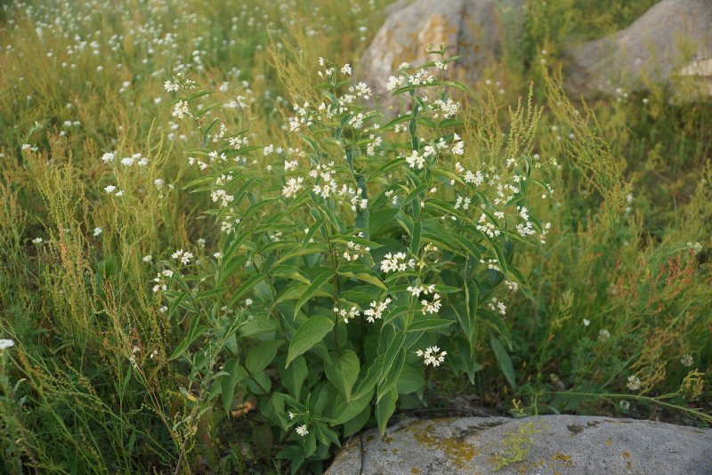 Vincetoxicum sibiricum