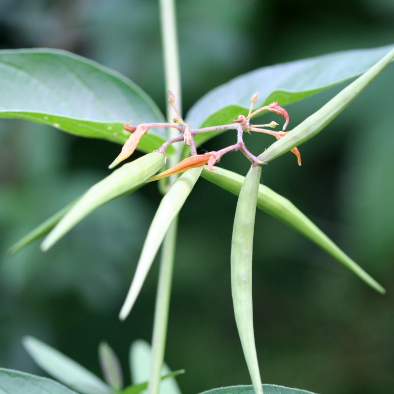 Vincetoxicum nigrum