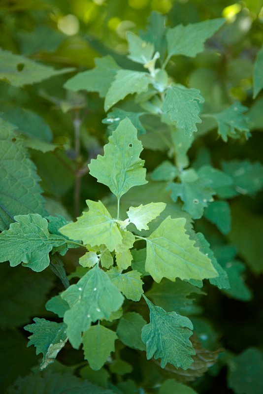 Марь белая (Chenopodium album)