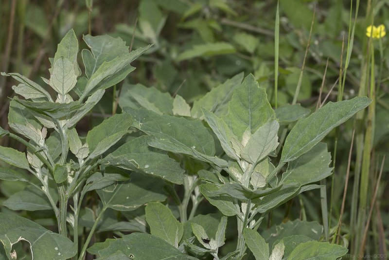 Лебеда (Atriplex)