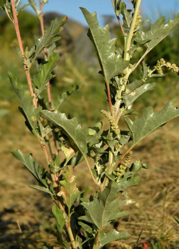Лебеда (Atriplex)
