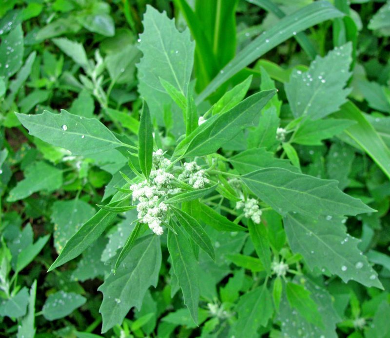 Лебеда (Atriplex)