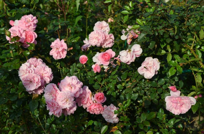 Rosa bonica (Meidomonac)