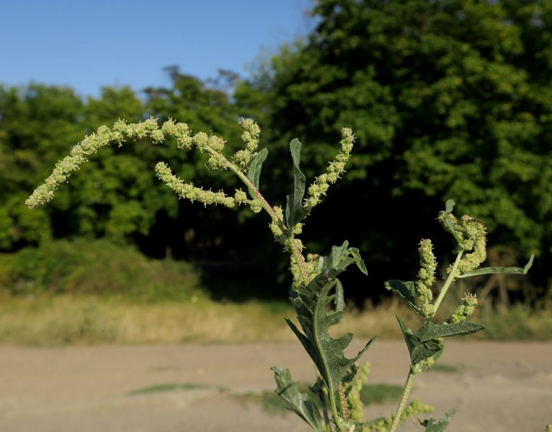 Atriplex Hortensis l.