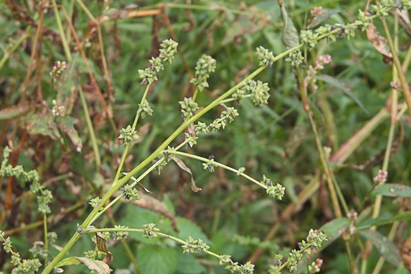 Лебеда (Atriplex)